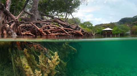 Mangrove trees above and below the water. They have reddish roots which are covered in coral and kelp beneath the waterline.