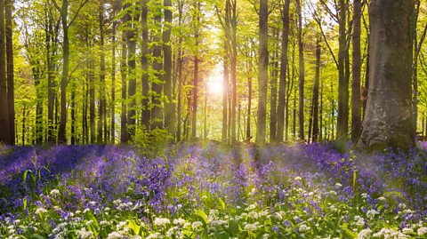 A beech forrest with the sun streaming through and creating shade. Beneath the thin silvery trunks are a carpet of bluebells and wood anenome. 