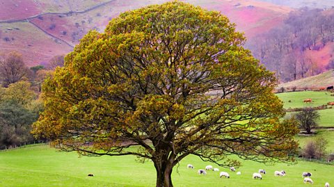 A huge oak tree in autumn with a dark brown trunk and yellow leaves. It stands against purple and green hills with sheep in the field. 