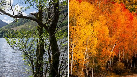 A split photo with a white line dividing it in the middle. On the left is alder trees with dark trunks and green leaves against a lake and mountain background. On the right is aspen trees, with white trunks and yellow to red leaves.