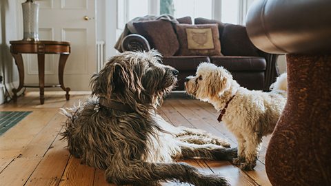 Two dogs standing face to face