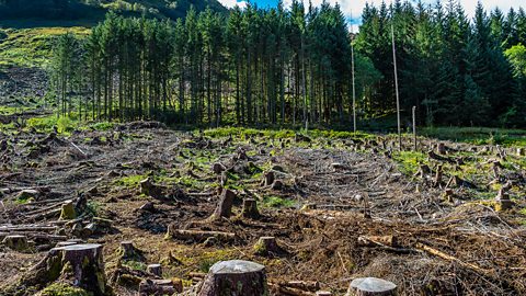 An area affected by deforestation