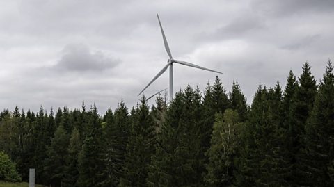 A wind turbine against a grey sky, towering over a row of fully-grown pine trees.