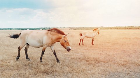 Two Przewalski's horses, fawn-coloured stocky horses with dark manes and tails, explore the yellow grass of the Golden Steppe savannah. A bright sunset shines at the top of the blue sky and casts golden rays on the horses.