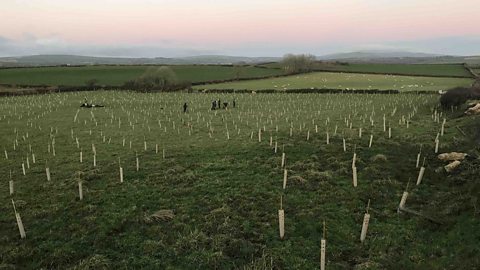 Green fields with lots of trees which have just been planted.