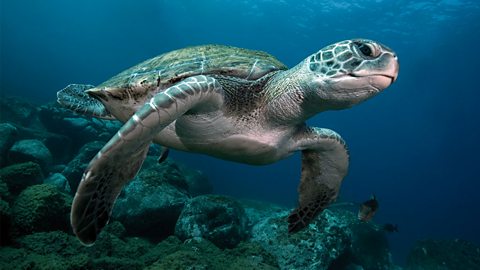 A Green Sea turtle