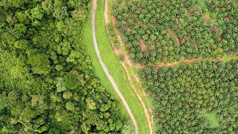 Aerial view of rows of palm trees in a plantation, depicting industrial-scale agriculture.