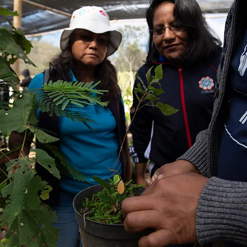 Stephania Corpi Arnaud Joaquin Carrillo showcases a medicinal plant at Grupedsac to teachers from a nearby school on 7 December 2023 (Credit: Stephania Corpi Arnaud)