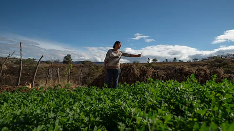 Stephania Corpi Arnaud Sofia Aguilar, 63, cultivates alfalfa to feed her cattle, made possible by her ferrocement tank and vermicomposting filter in the Xixovo community (Credit: Stephania Corpi Arnaud)