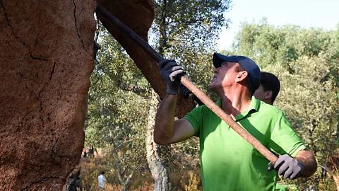 Getty Images The bark of cork trees can be harvested repeatedly during their long lifespans (Credit: Getty Images)