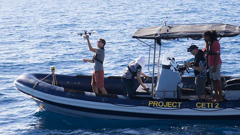 Project CETI Το Dominica Sperm Whale Project ακούει σπερματοφάλαινες για σχεδόν 20 χρόνια (Credit: Project CETI)