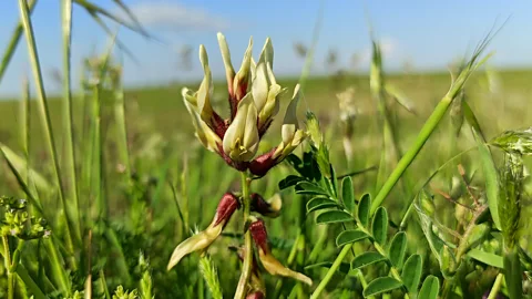 Alamy Gond katira is derived from the dried sap of more than 2,000 plant species of the Astragalus genus (Credit: Alamy)