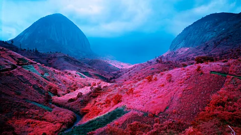 Richard Mosse Poison Glen, 2012, Richard Mosse (Credit: Richard Mosse)