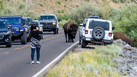 Alamy Tourists at Yellowstone have been known to approach and even touch wild animals (Credit: Alamy)