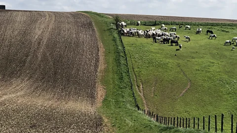 Brendan Sainsbury Most of the Ridgeway is a designated public bridleway dotted with sloping pastures (Credit: Brendan Sainsbury)