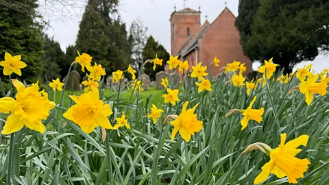 Sarah Baxter Daffodils at Tyberton Church, Herefordshire (Credit: Sarah Baxter)