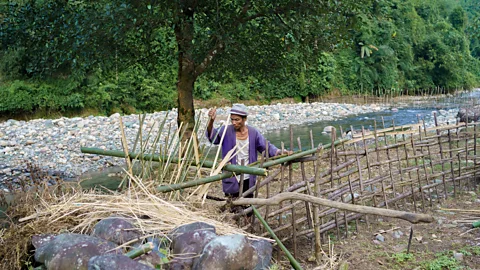 Millo Ankha Indigenous farmers have erected 'living fences' to protect their mithuns from straying (Credit: Millo Ankha)