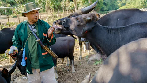 Millo Ankha Scientists say living fences have helped boost the mithun population in northeastern India (Credit: Millo Ankha)