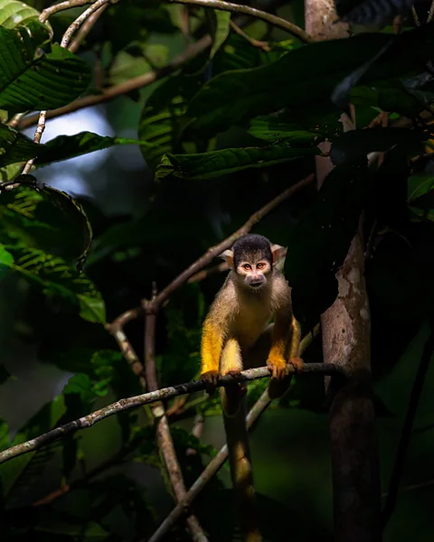 America Tours Bolivia Madidi National Park is home to incredible wildlife, including giant otters and yellow squirrel monkeys (Credit: America Tours Bolivia)