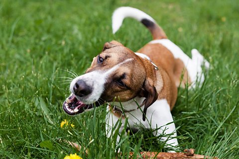 Jack Russell dog playing in grass and eating some blades of grass