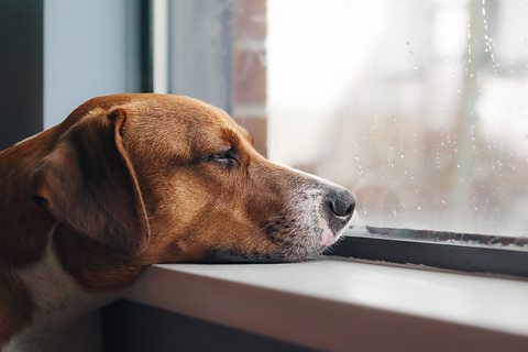 Bored-looking dog with chin on the windowsill, staring out of the window