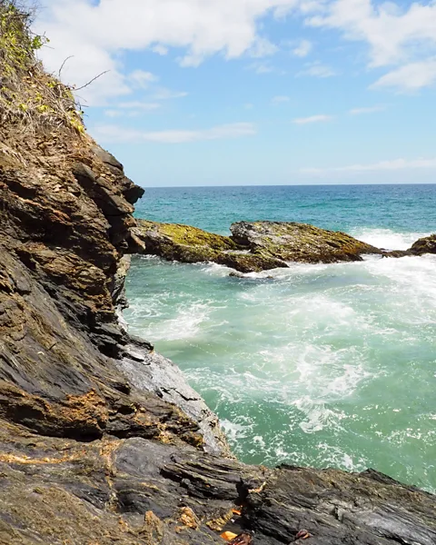 The Caribbean's most prized sea moss comes from the rocky northeastern coast of Trinidad (Credit: Shivana Maharaj)