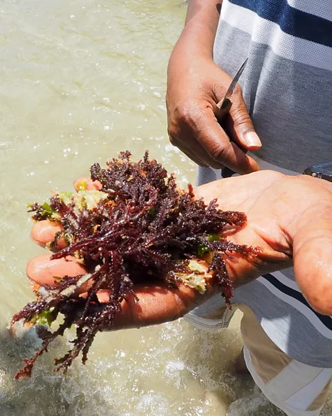 Trinidad sea moss is harvested by hand during the dry season from January to May (Credit: Shivana Maharaj)