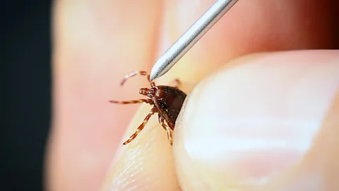 Getty Images Lyme disease is expected to become more common thanks to climate change, because warmer weather will allow ticks to thrive (Credit: Getty Images)