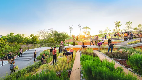 Panoramic Studio/Landprocess Thammasat University's rooftop farm features cascades of rice paddy-style terraces used to grow organic crops (Credit: Panoramic Studio/Landprocess)