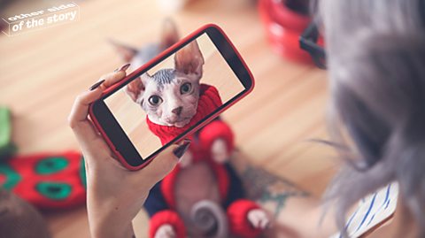 Someone filming a cat on their phone