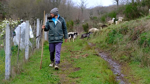 Marta Vidal Miguel Afonso with his sheep near Rio de Onor in Montesinho (Credit: Marta Vidal)