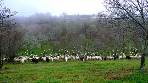 Marta Vidal Corriça's sheep in one of her meadows in Carragosa (Credit: Marta Vidal)