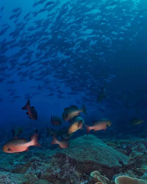 Shinto K Anto How the fish pinpoint the exact time and location to spawn remains a mystery (Credit: Shinto K Anto)