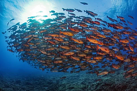 Getty Images The undersea phenomenon attracts apex predators such as great barracuda and bull sharks (Credit: Getty Images)