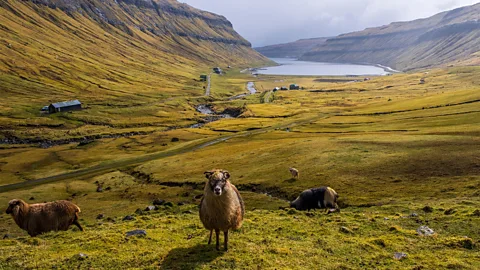 Alamy The government once strapped cameras to sheep to produce a Google Street View parody of the islands (Credit: Alamy)