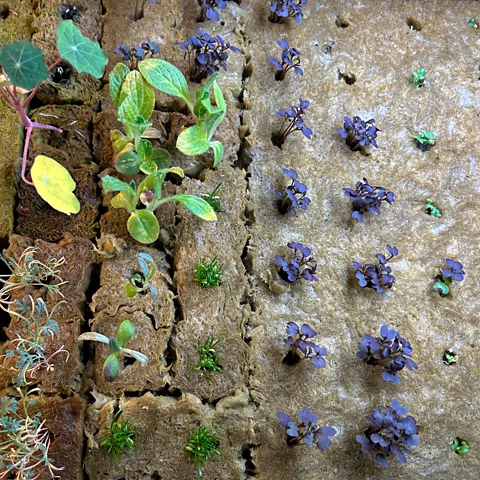 Gemma Tipton The Urban Farm grows herbs and microgreens in a chemical-free environment for local hotels and restaurants (Credit: Gemma Tipton)