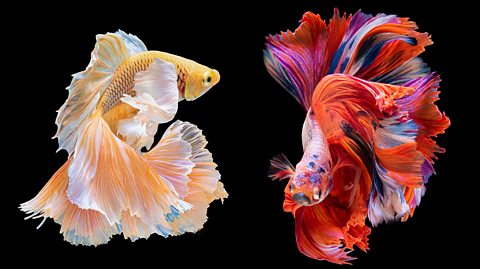 Siamese fighting fish. Two colourful fish swimming next to each other.