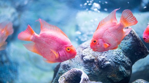 Red blood parrot fish facing each other.