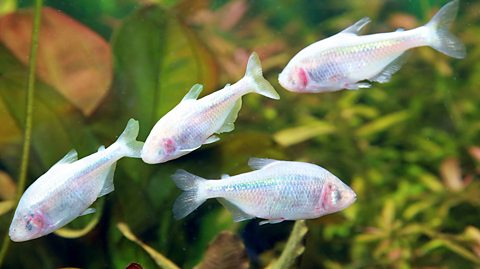 Four white Mexican Tetra fish swimming with a background of seaweed.