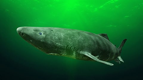 Greenland shark swimming in the ocean, the oldest on record was 392 years old