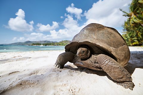 Seychelles giant tortoise on white sandy beach, the oldest known alive is Jonathan, aged roughly 190 years old