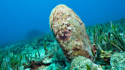 Getty Images A noble fan mussel in its ocean habitat (Credit: Getty Images)