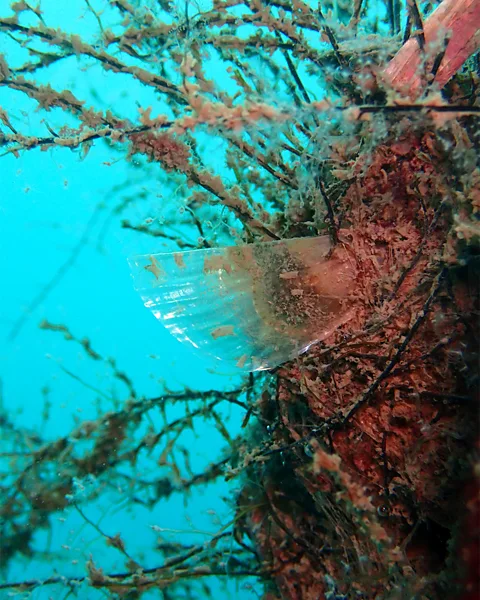 Silvija Kipson A juvenile noble pen shell in a collector placed near the Croatian coast (Credit: Silvija Kipson)