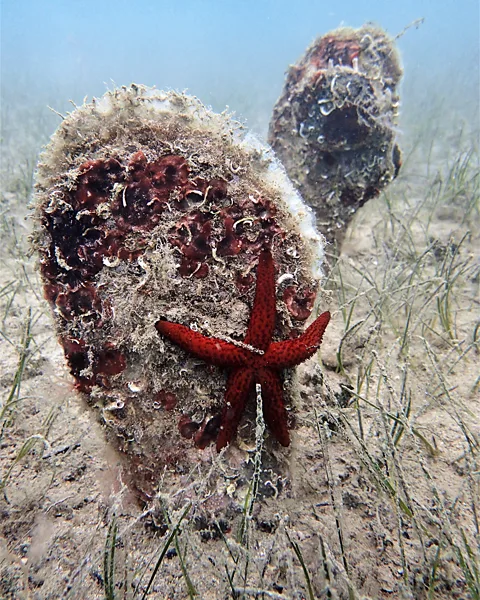 Silvija Kipson Noble fan mussels can play host to dozens of other species which live on their shell (Credit: Silvija Kipson)