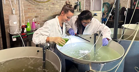 Ilenija Sudulić In Pula Aquarium, Croatia, larger noble fan shells are transferred to a tank (Credit: Ilenija Sudulić)