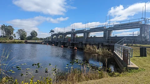 Lucy Sherriff A lock in one of the Everglades canals – one component of flood control which the state of Florida has installed to help manage water (Credit: Lucy Sherriff)