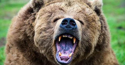 Getty Images A grizzly bear roaring in the wild (Credit: Getty Images)