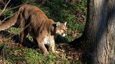 Getty Images If you encounter a cougar or another large felid, don't run (Credit: Getty Images)