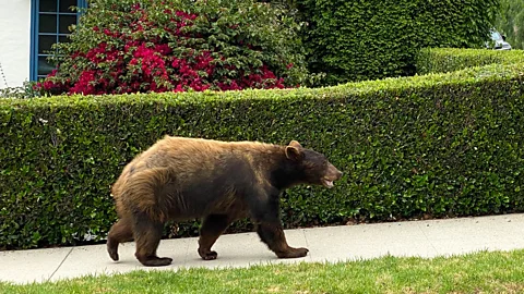 Getty Images Using bear-proof rubbish bins and putting electric fences around gardens can help prevent encounters (Credit: Getty Images)