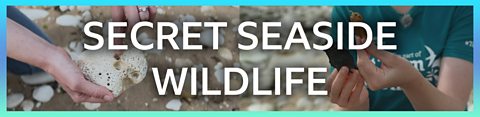 How to find the secret wildlife of the seaside